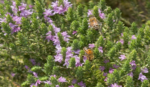 thyme oil for herpes